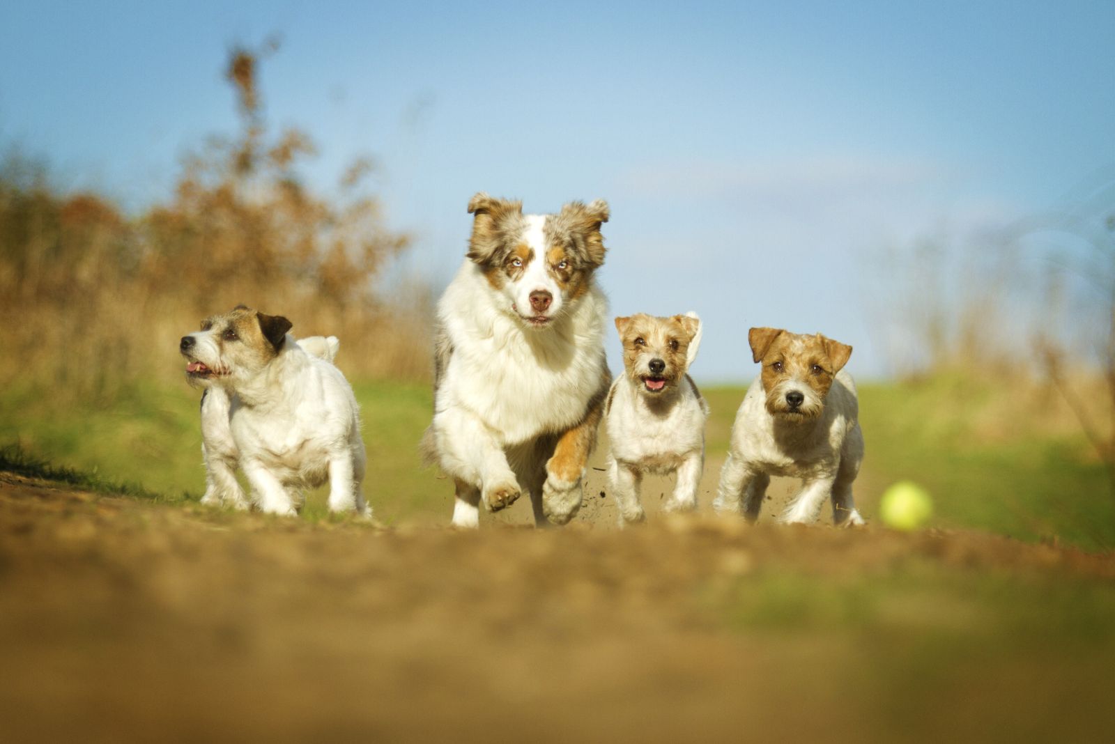 australian shepherd with jack russell