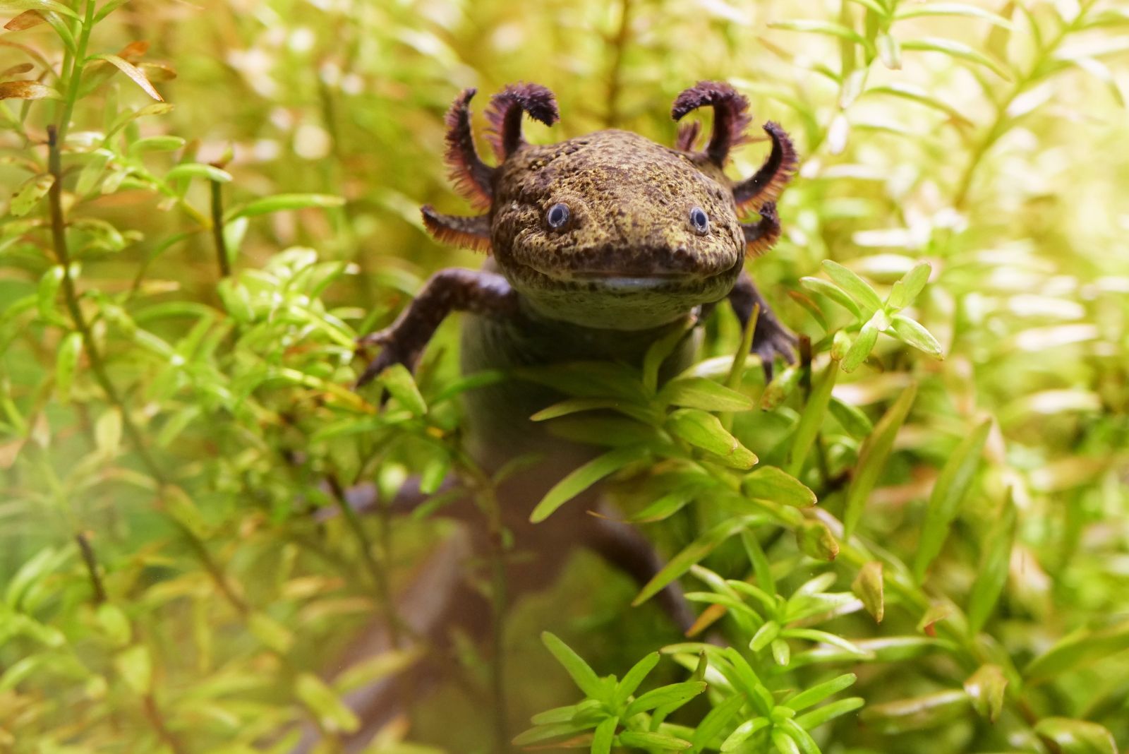 axolotl