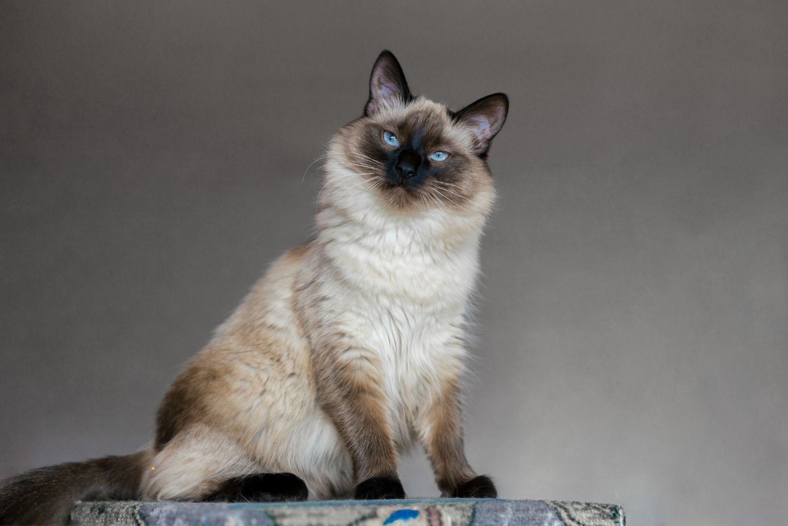 balinese cat