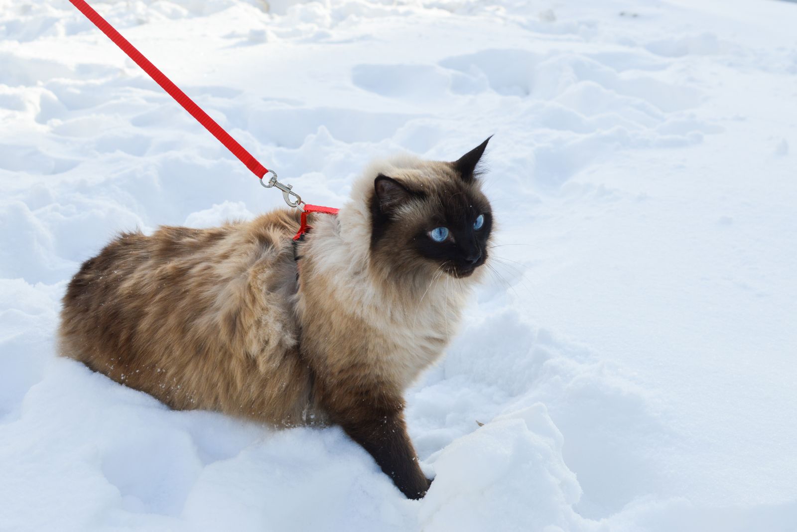 balinese cat in snow