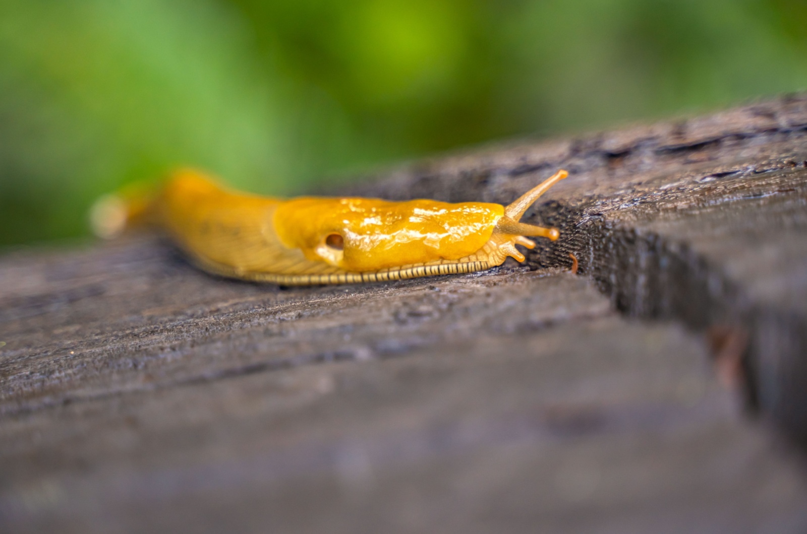 banana slug