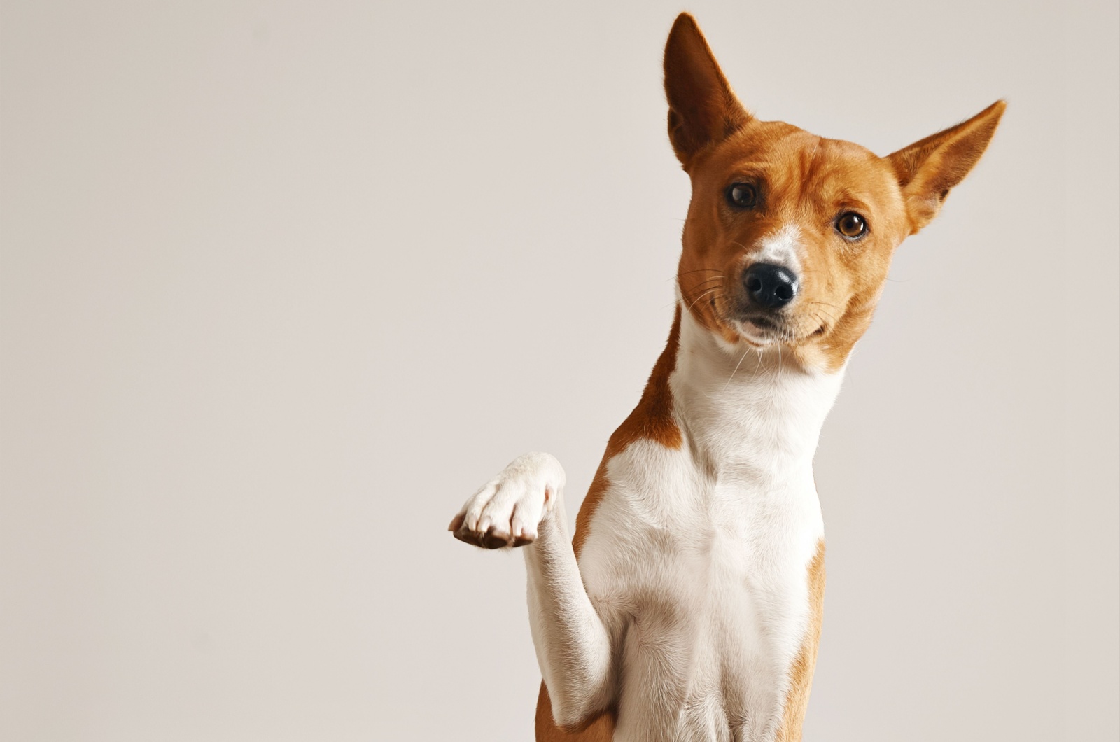 basenji dog