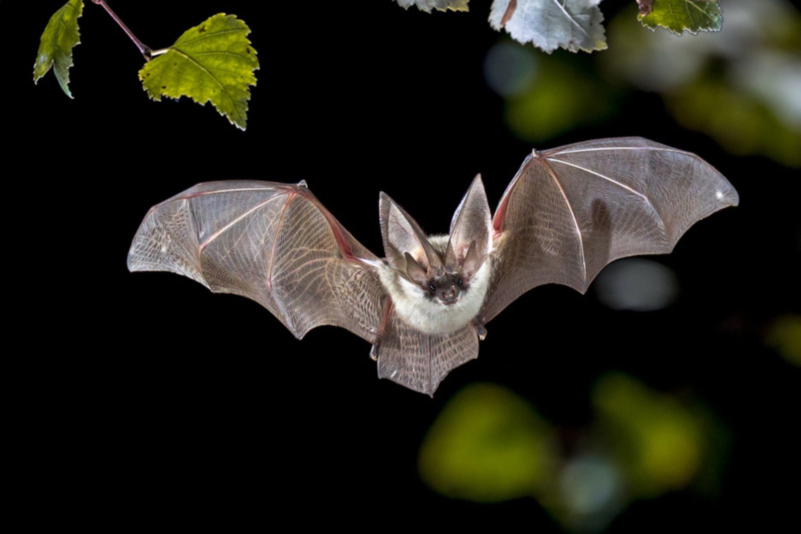 bat flying