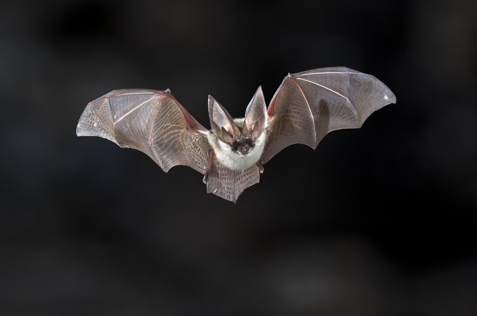 bat flying