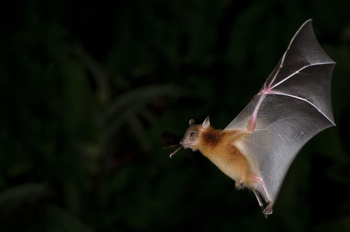 11 Amazing Animals That See Perfectly In The Dark