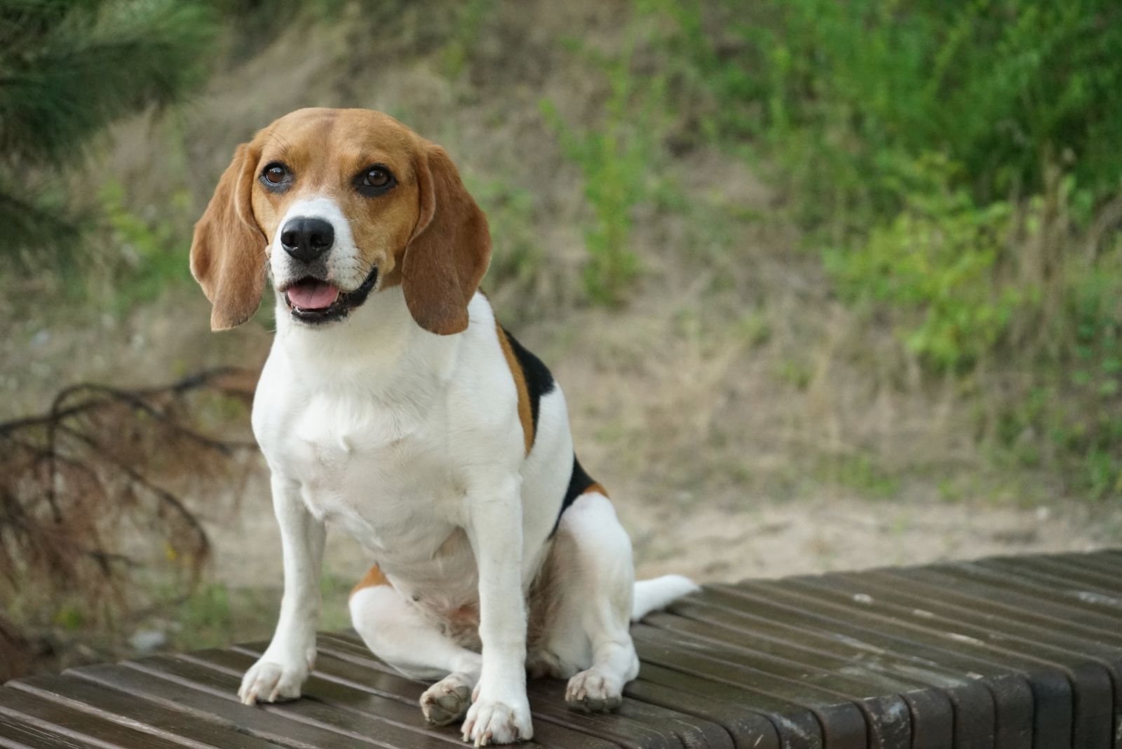 beagle