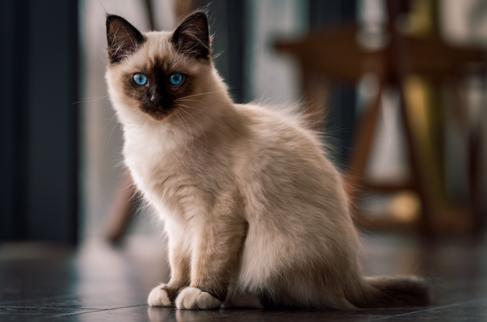 beautiful Birman cat