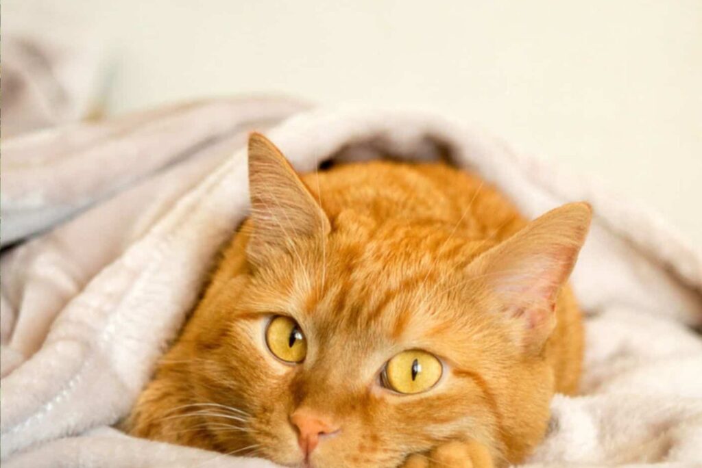 beautiful ginger cat with yellow eyes looking at the camera