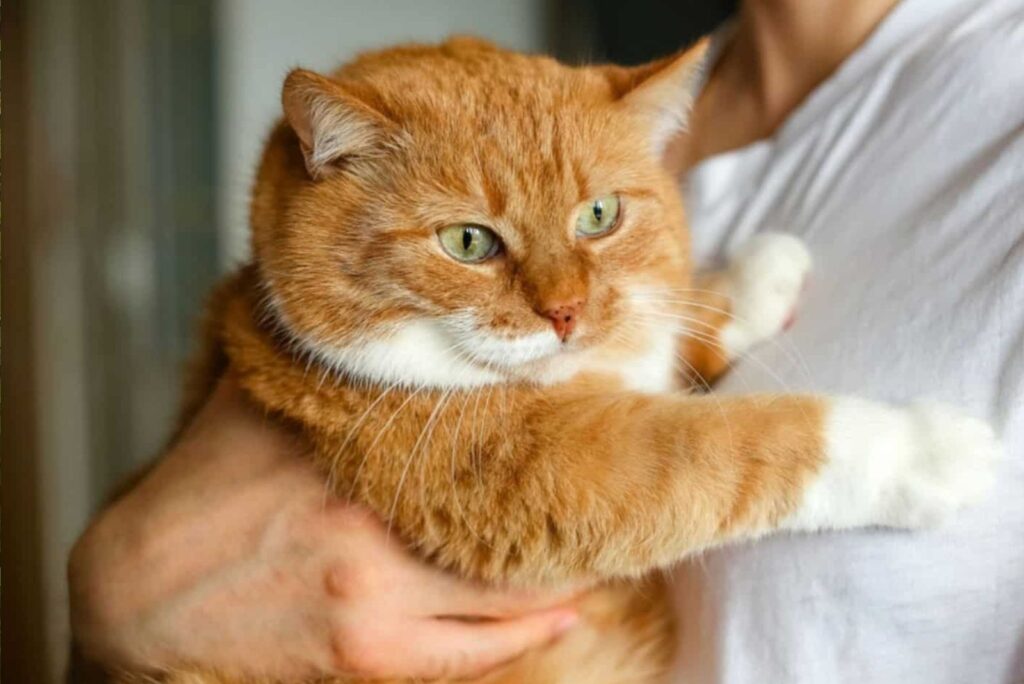 beautiful ginger cats in the hands of a girl