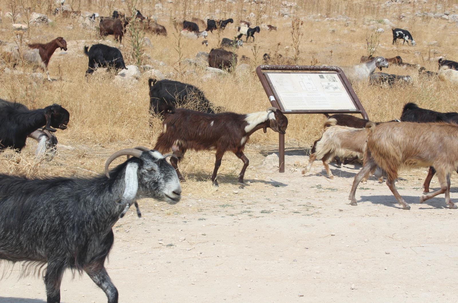 bedouin goats