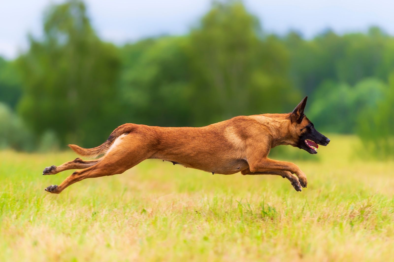 belgian malinois