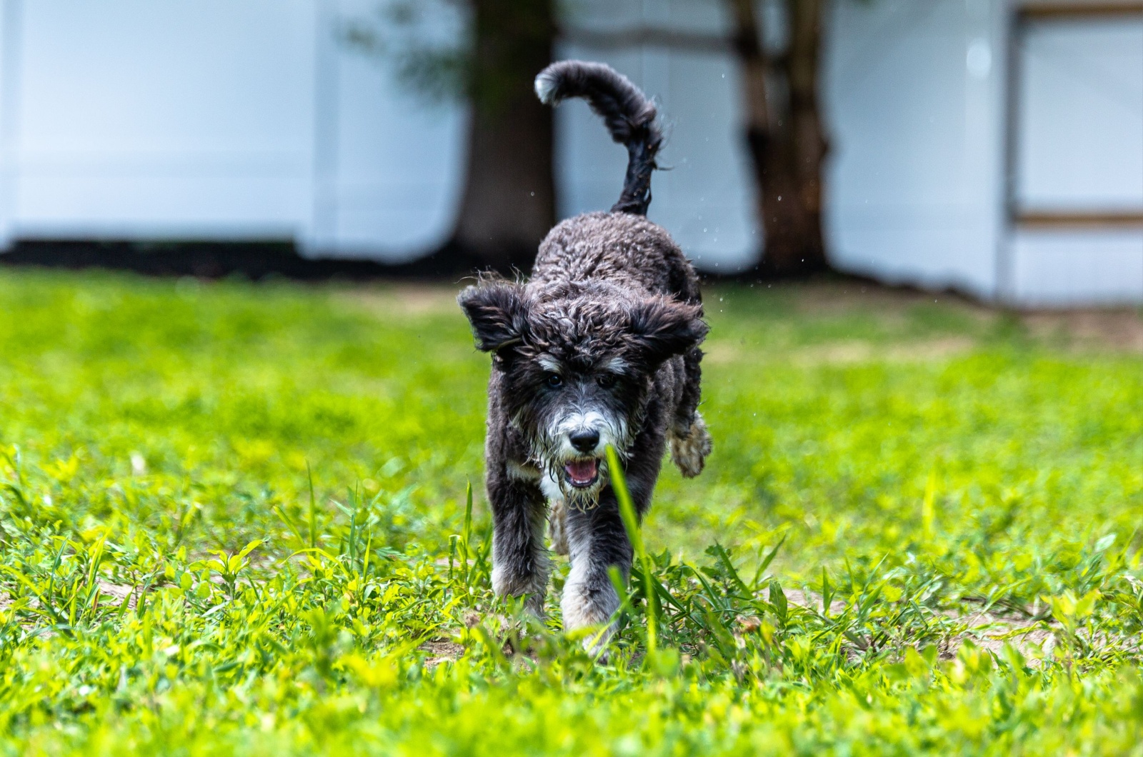 bernadoodle summer