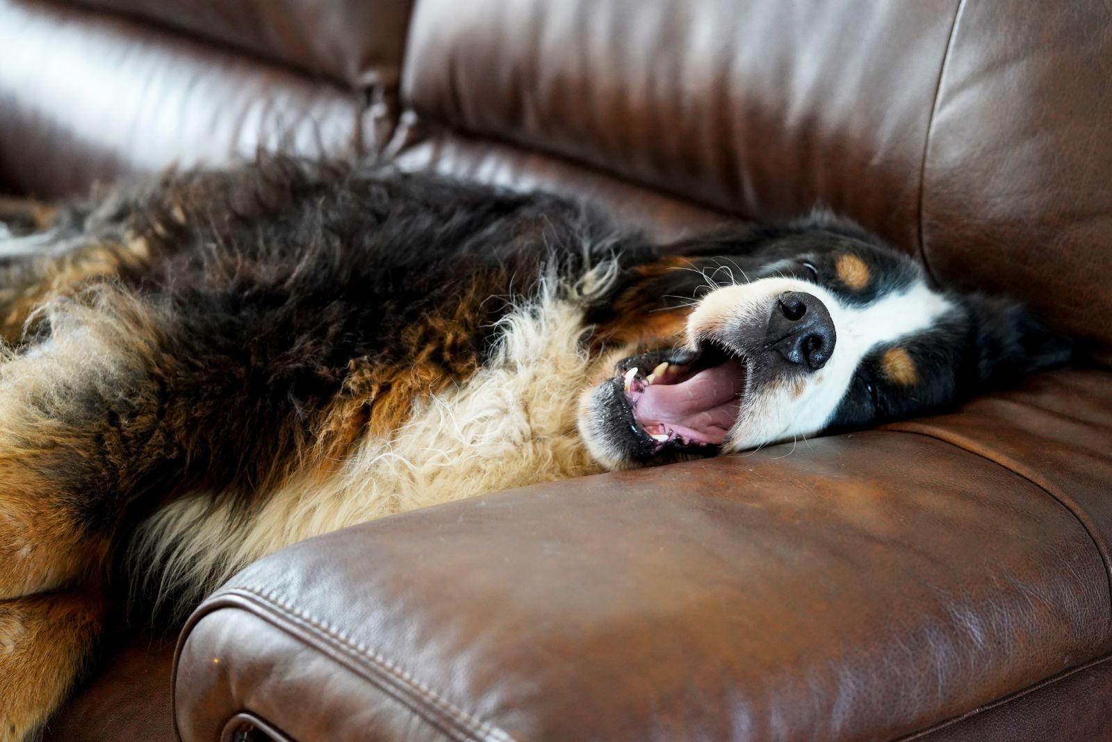 bernese mountain dog