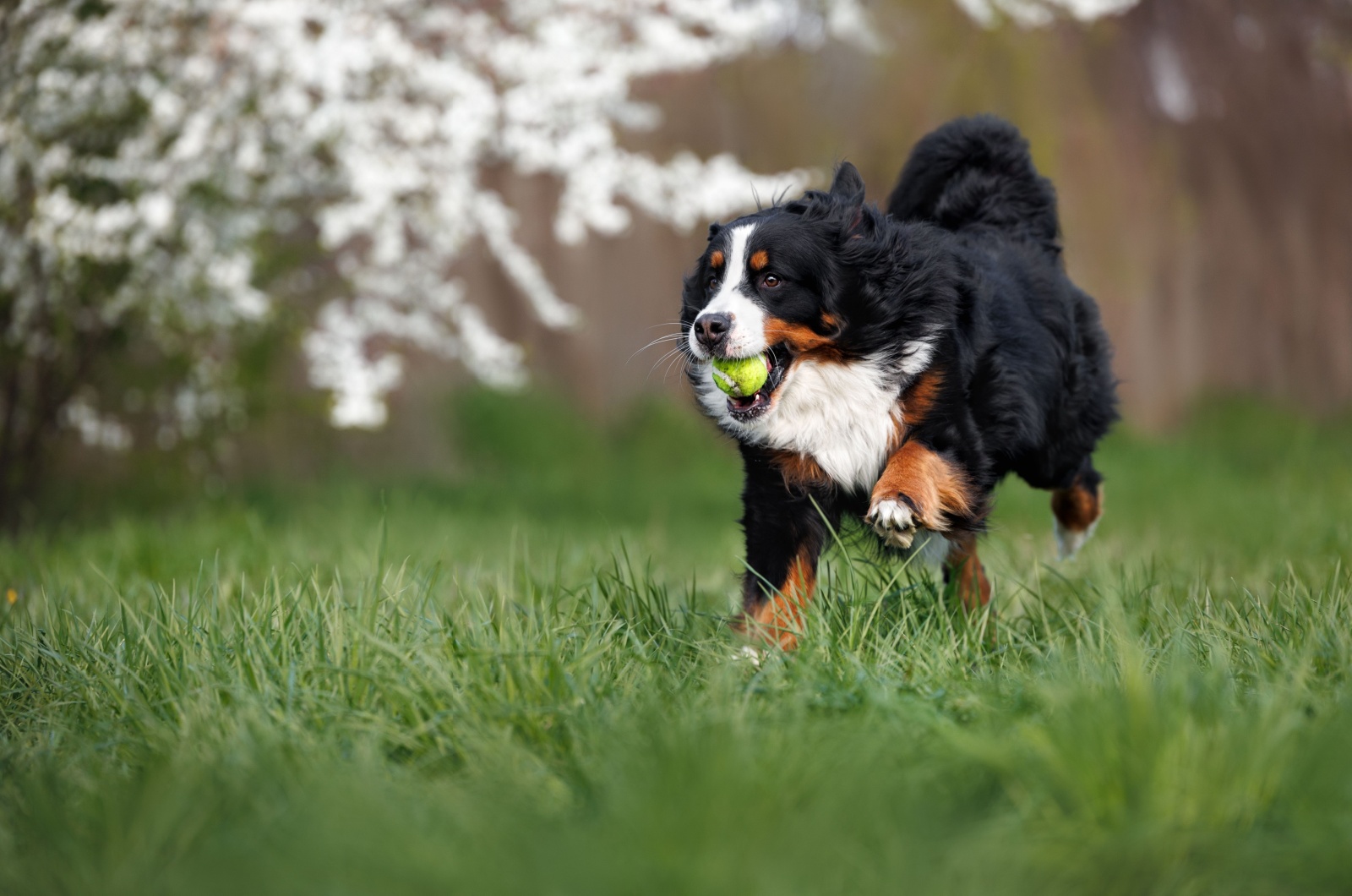 bernese mountain dog