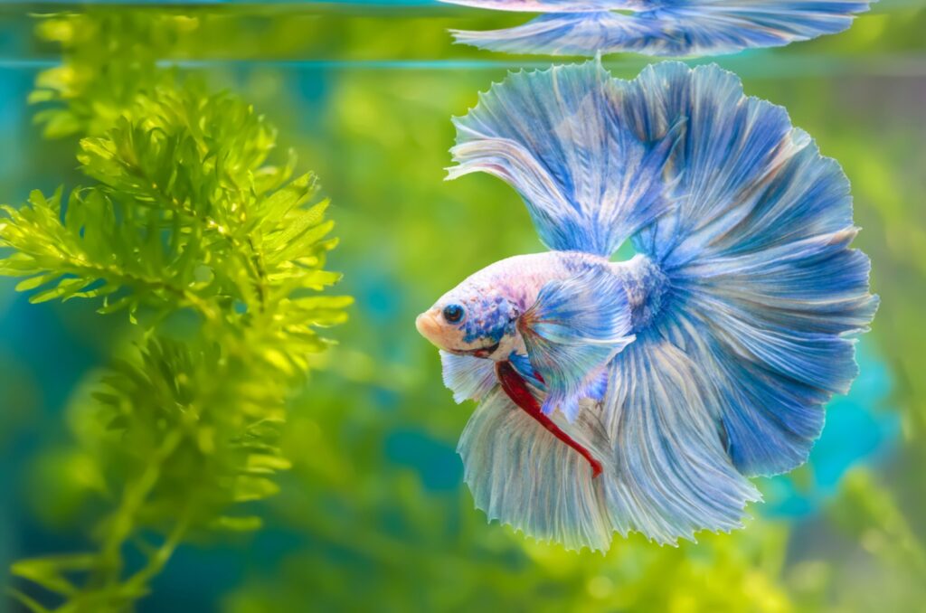 Picture Idea: 9 Best Fish For First Time Aquarium Owners