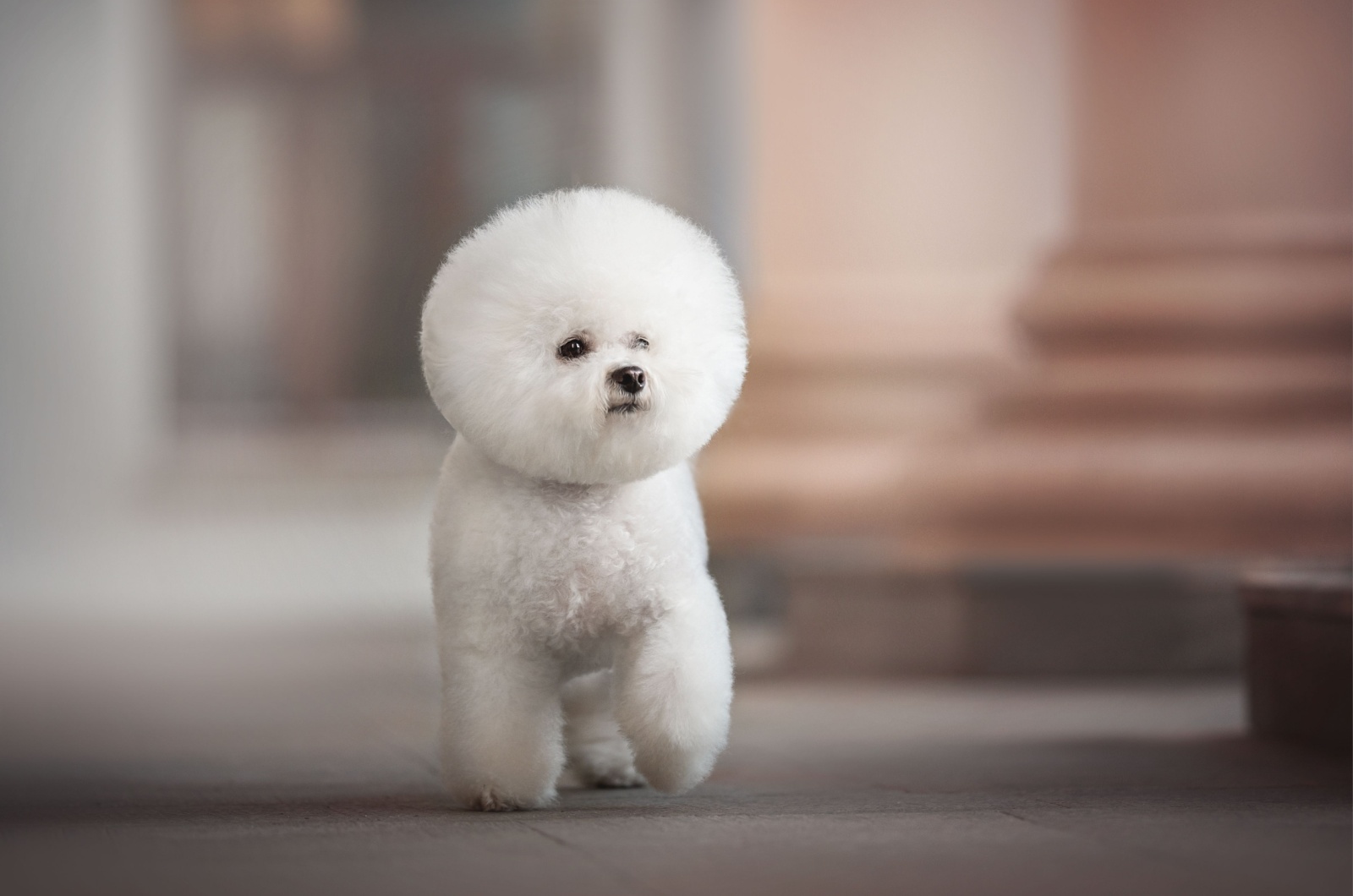 bichon frise dog