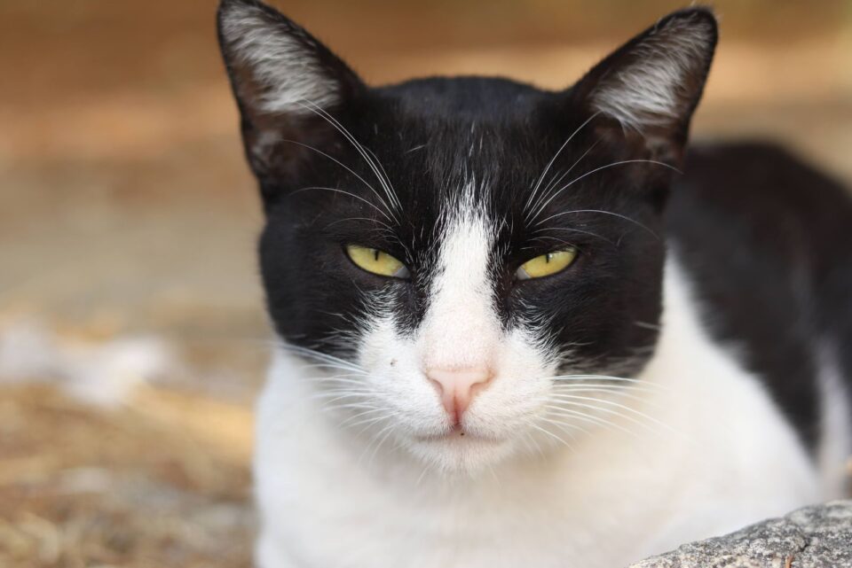 13 Most Unique Cat Coat Patterns You Will Have A Hard Time Believing ...
