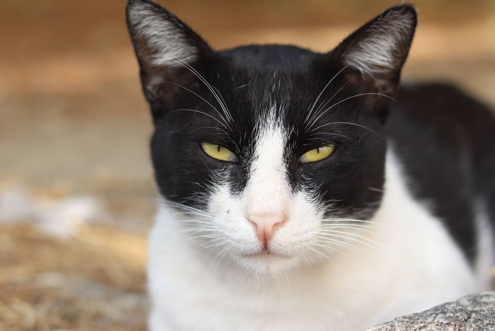 bicolor cat