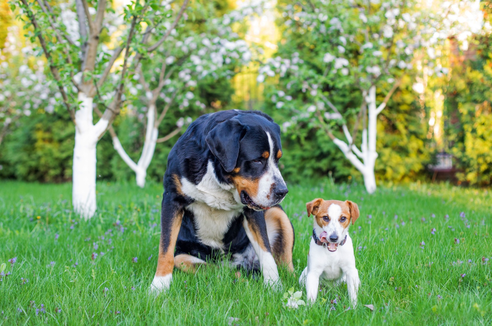 big and small dog