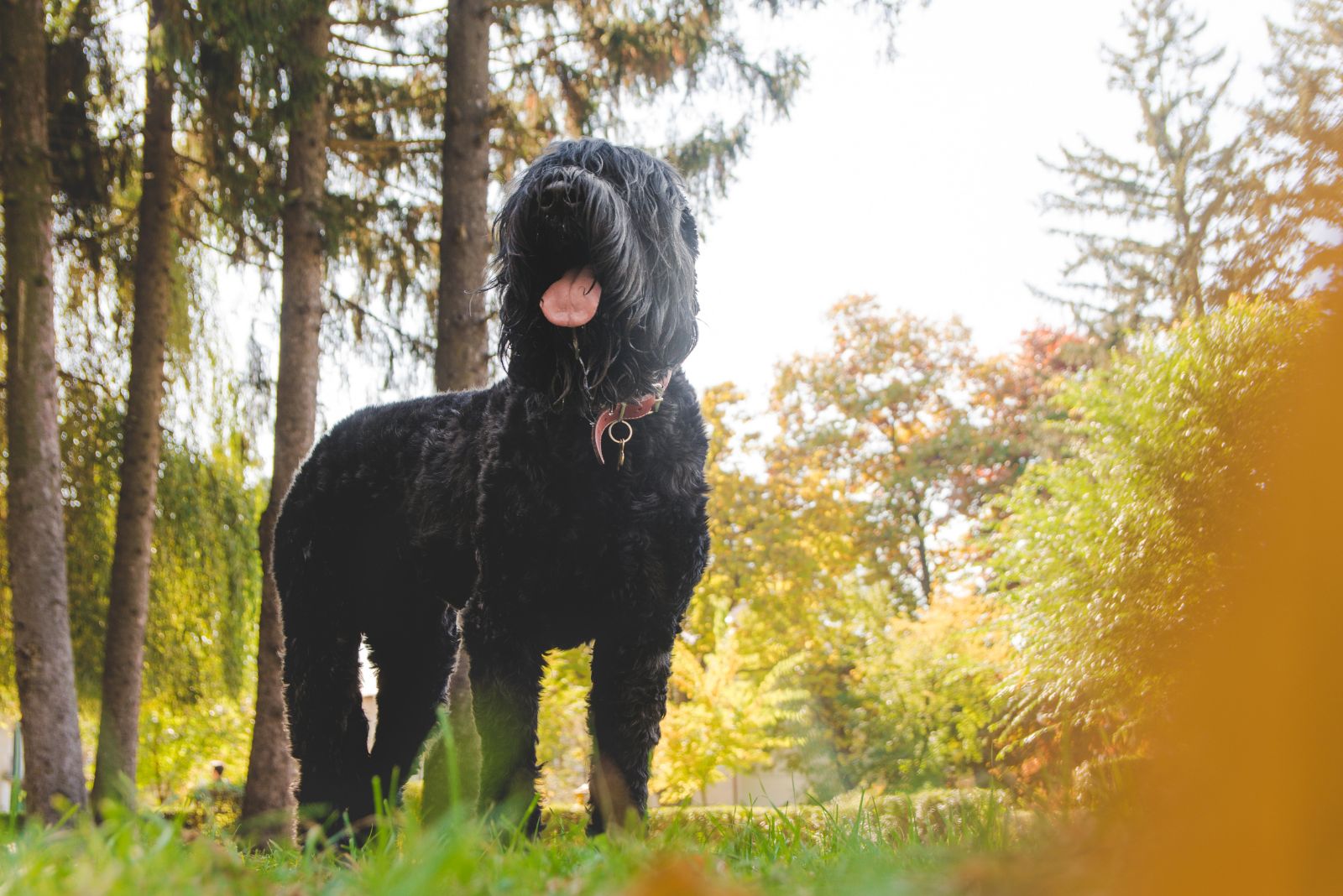 big black dog