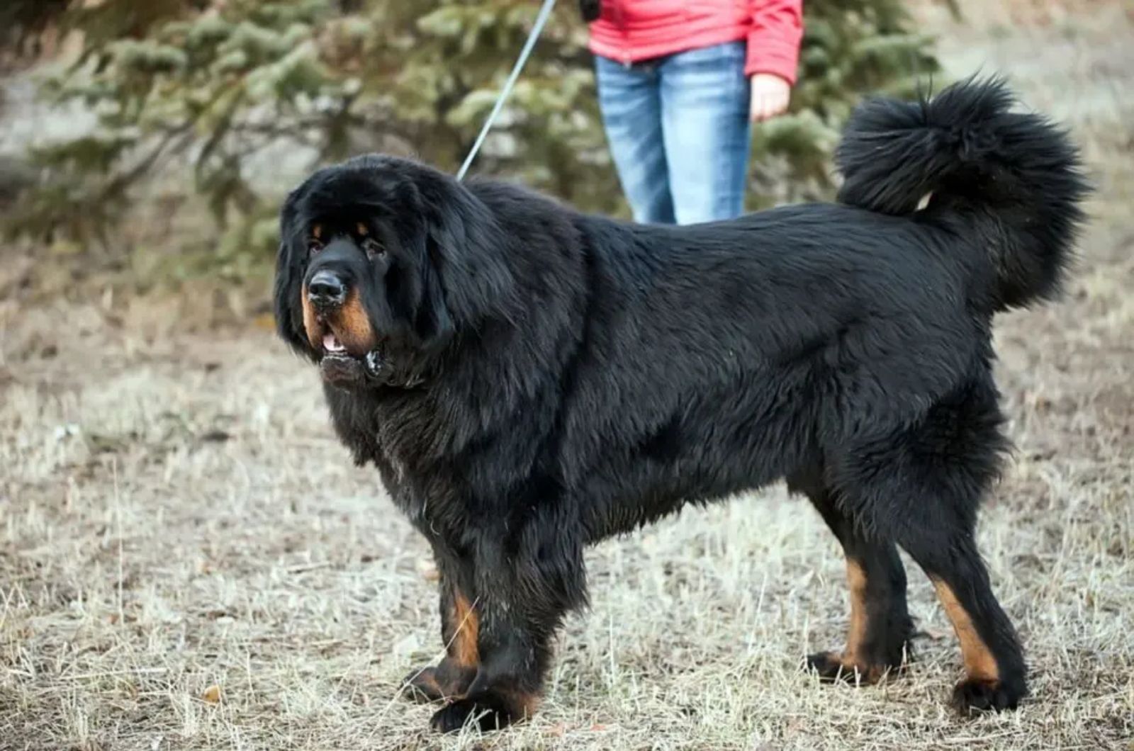 big black dog