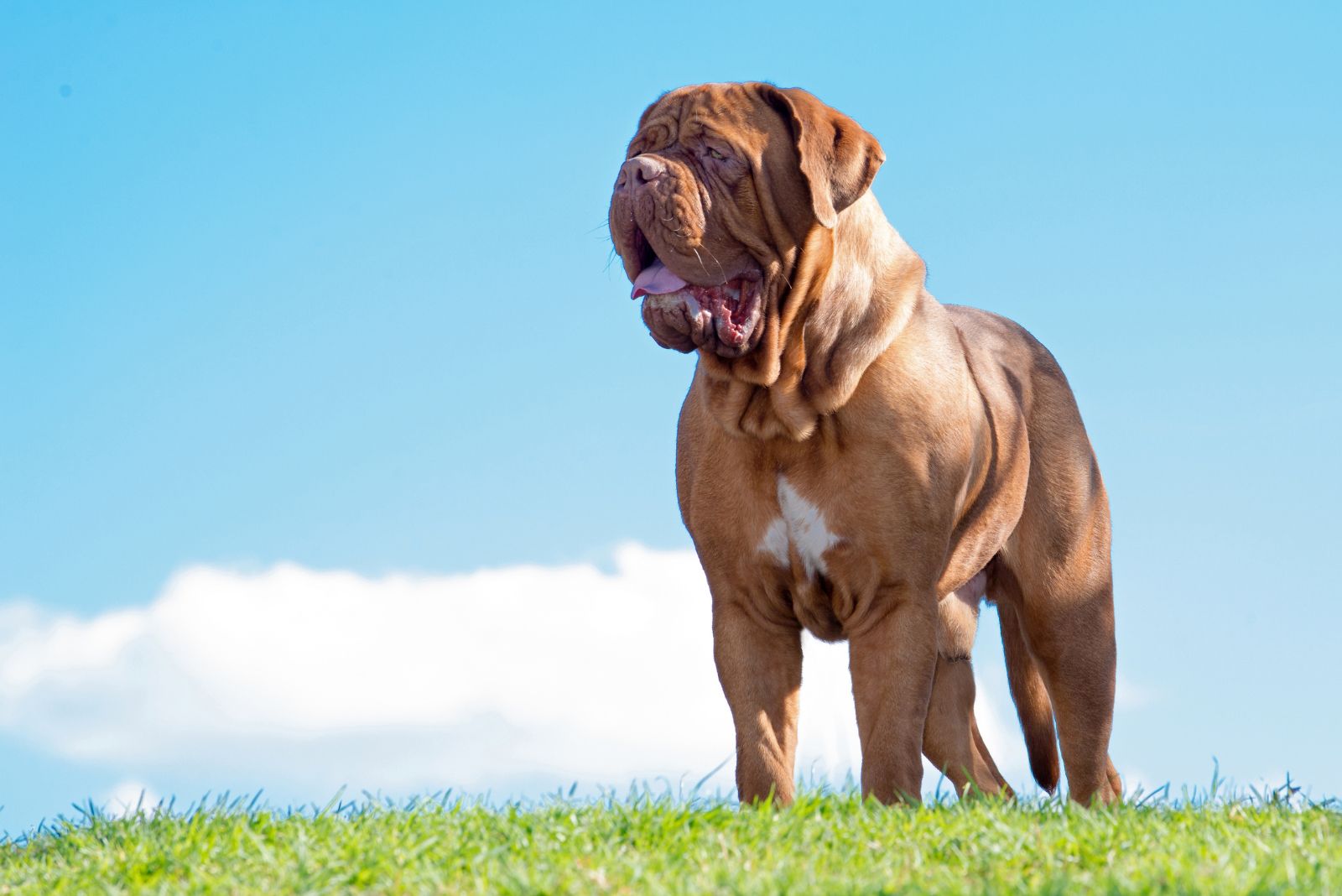 big brown dog