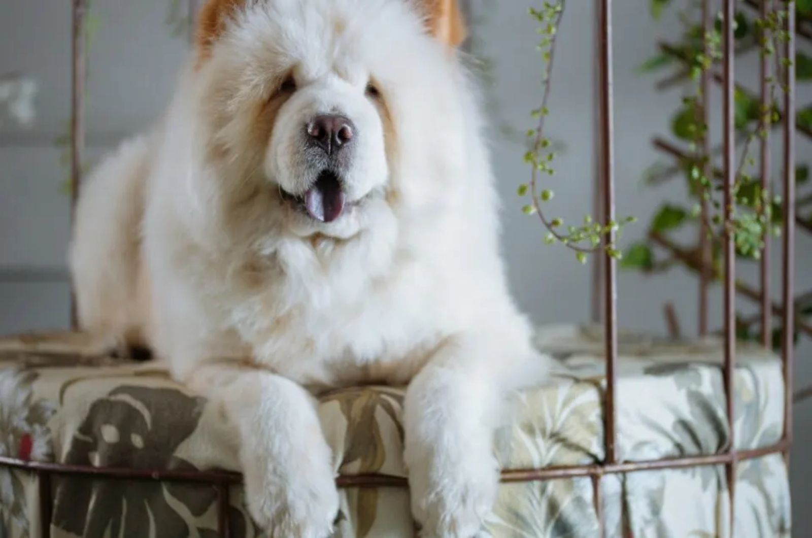 big fluffy dog