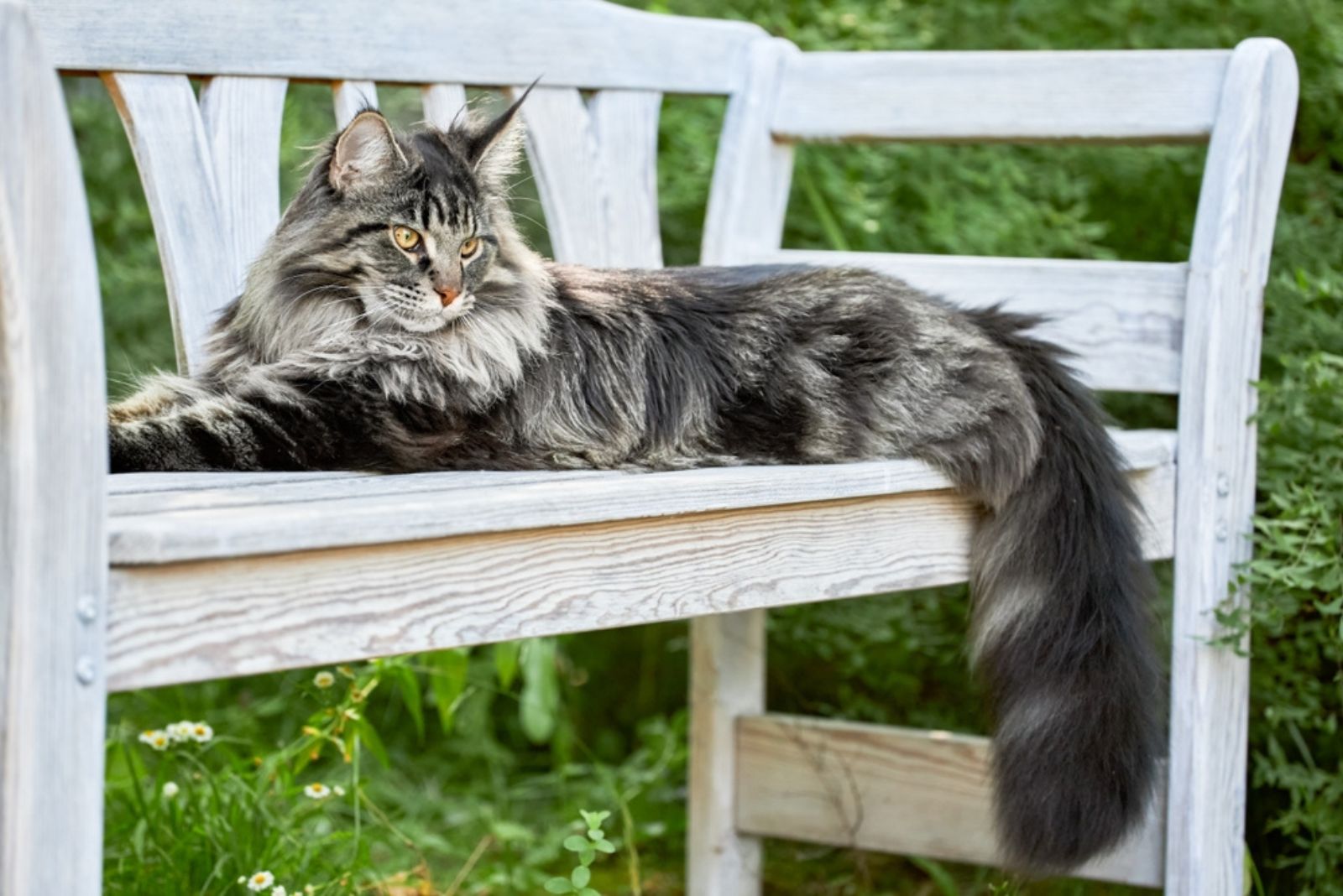 big maine coon cat on the bench