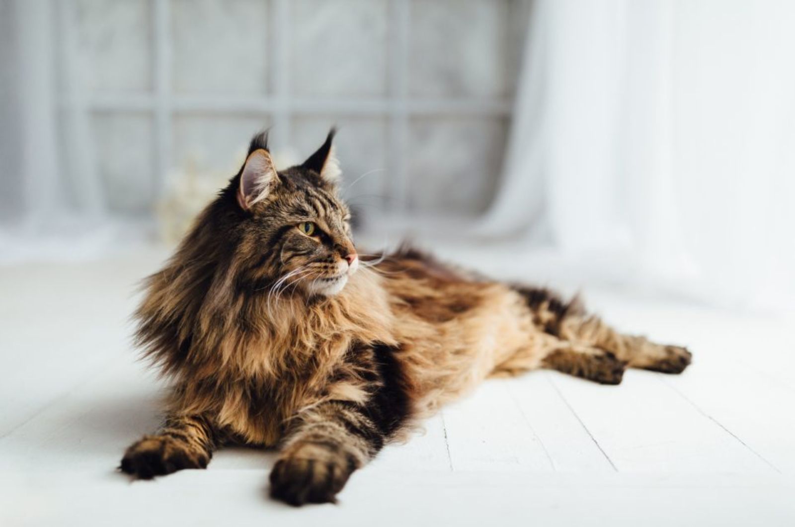 big maine coon cat