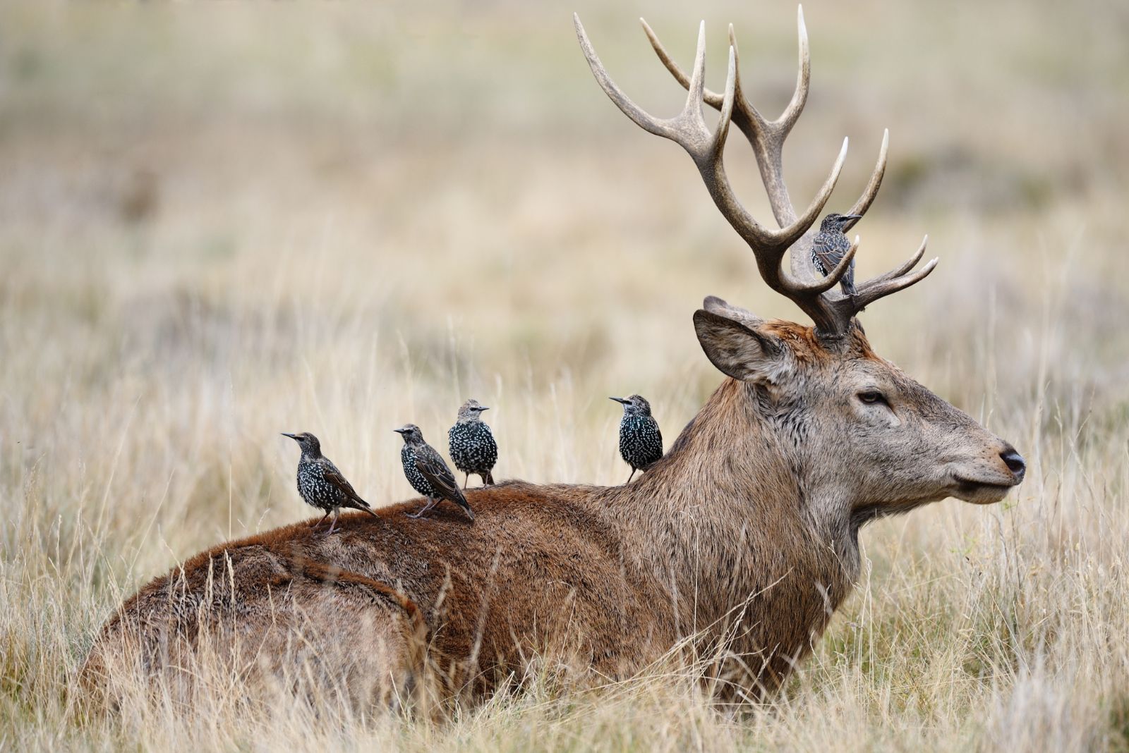 bird and deer