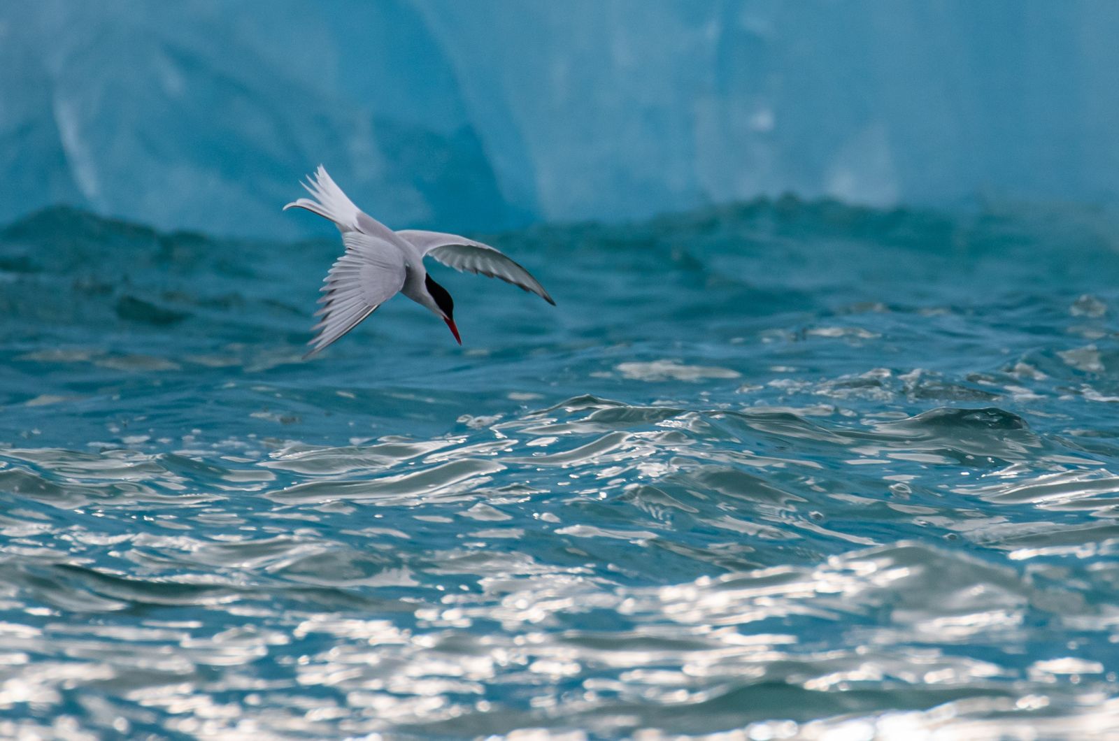 bird in flight