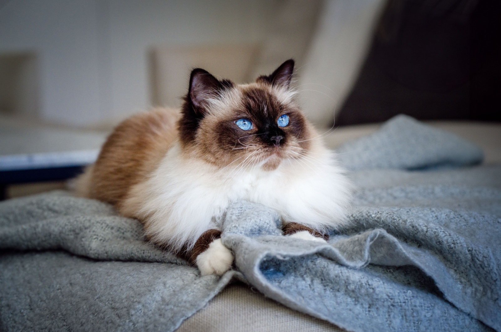 birman