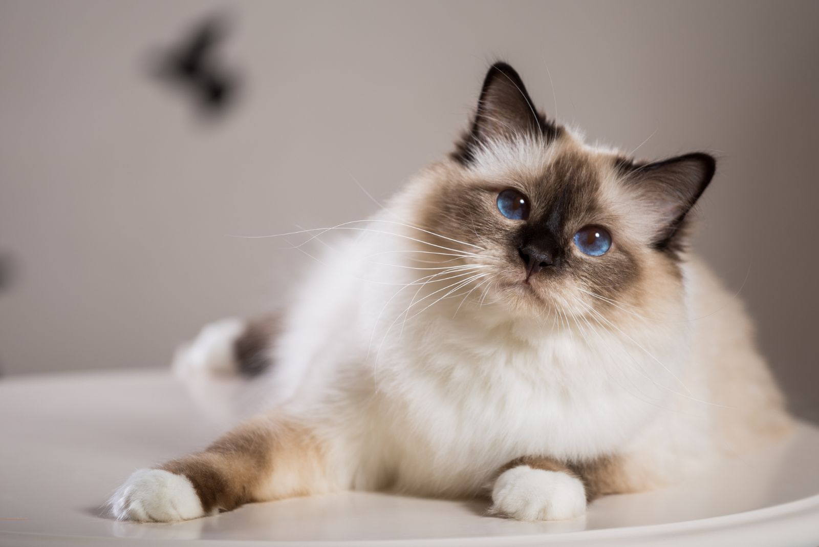 birman cat indoor