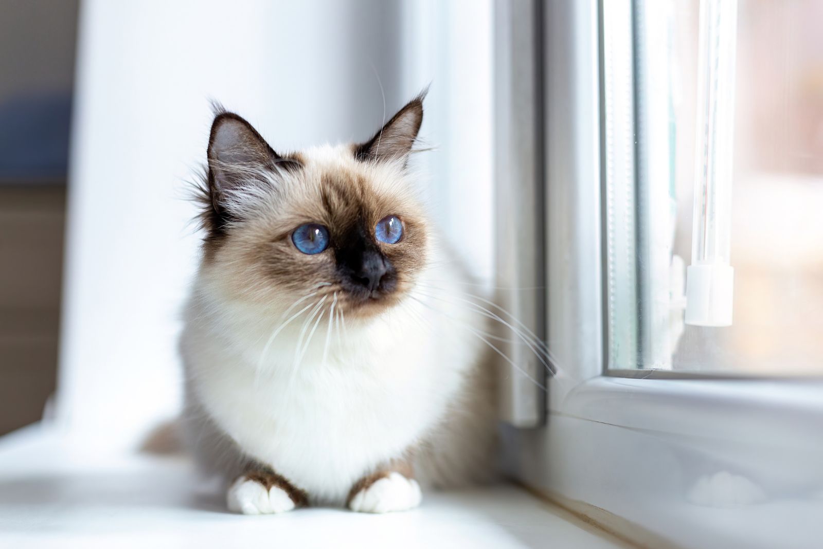 birman cat laying