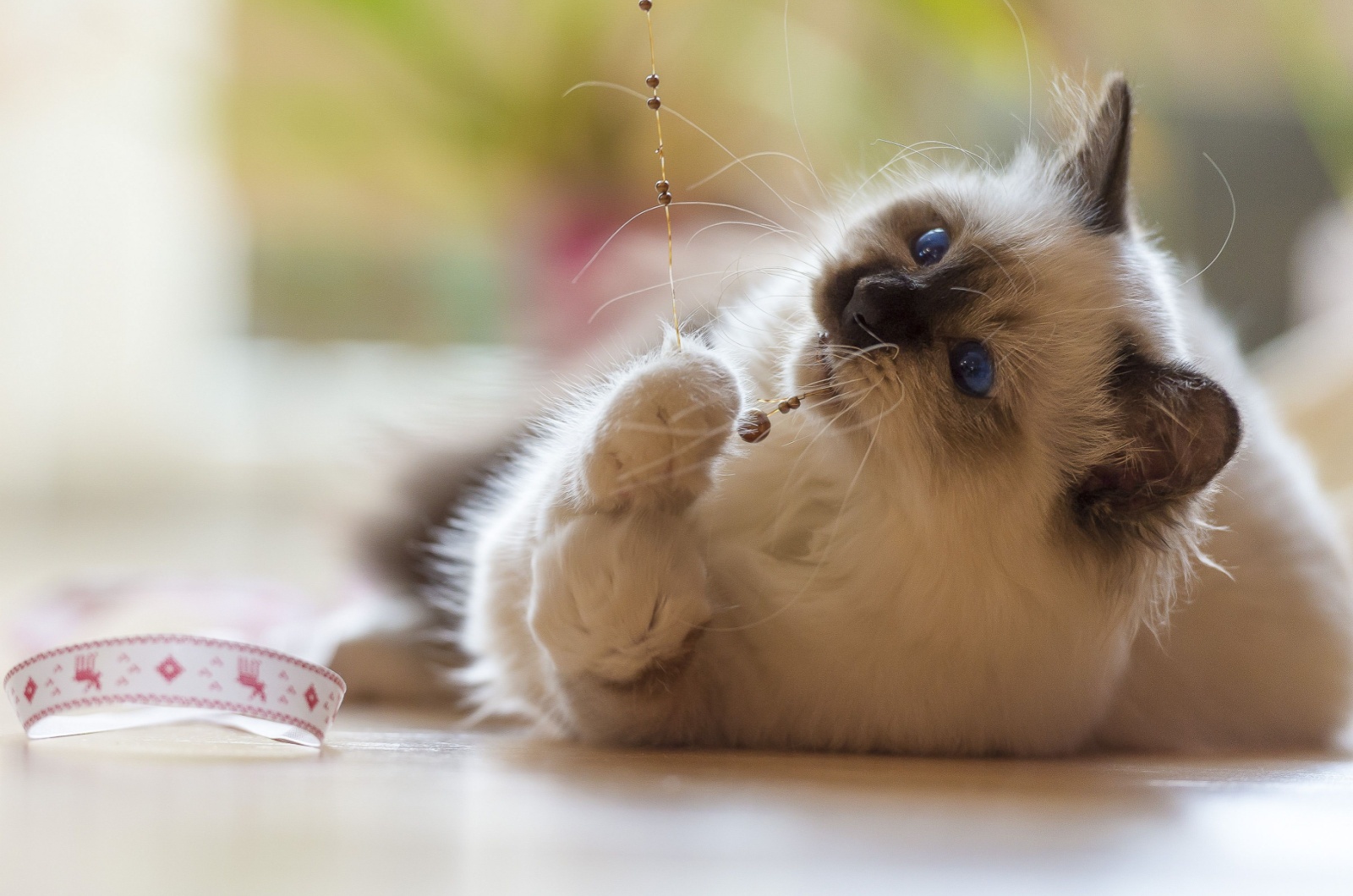 birman kitten playing