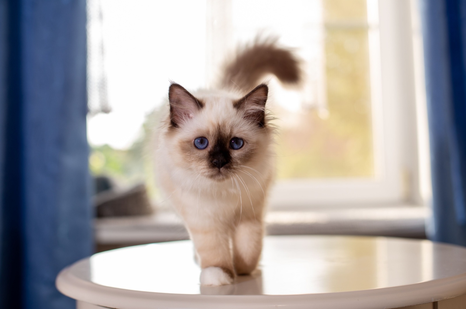 birman kitten