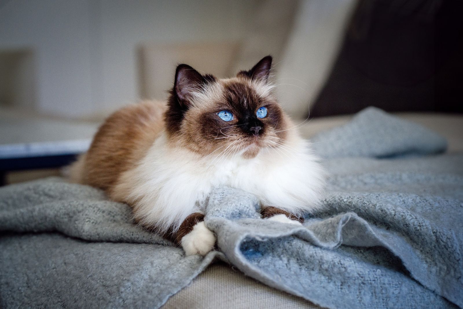 birman on a blanket