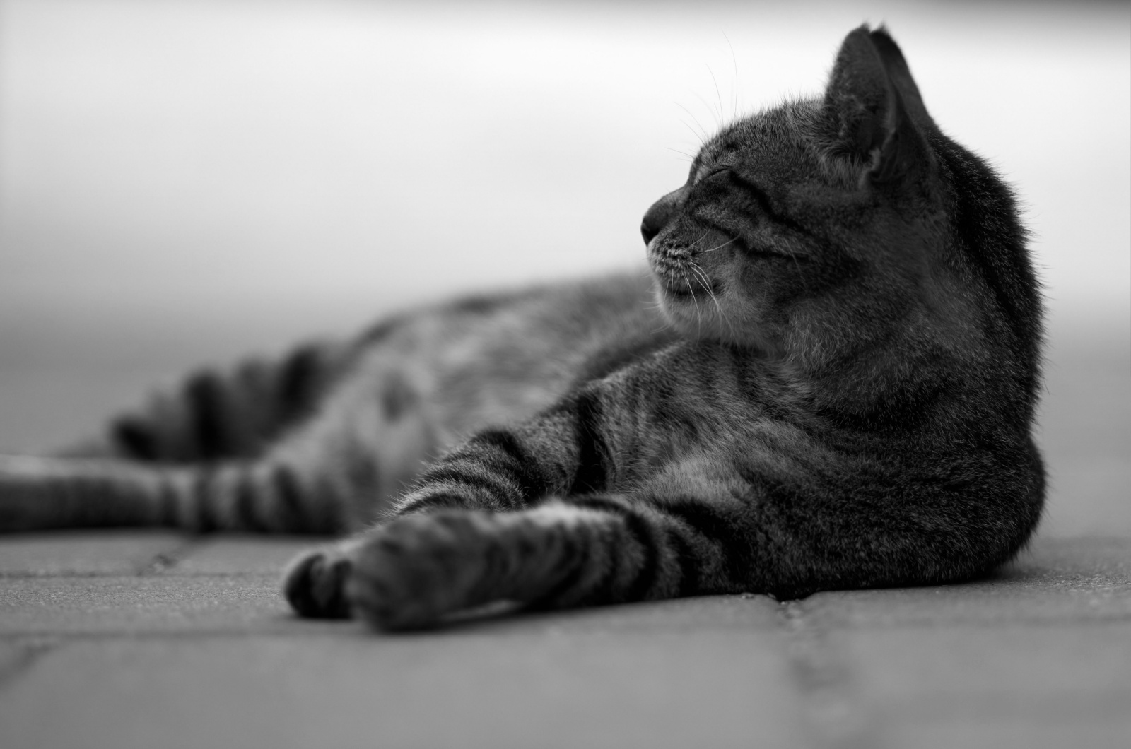 black and grey tabby