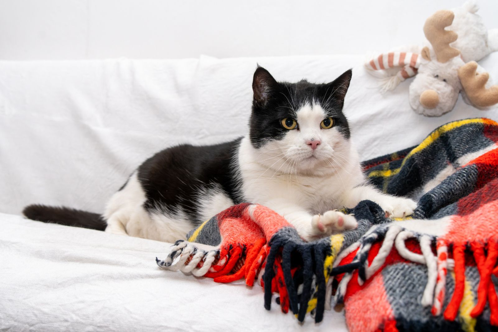 black and white cat kneading