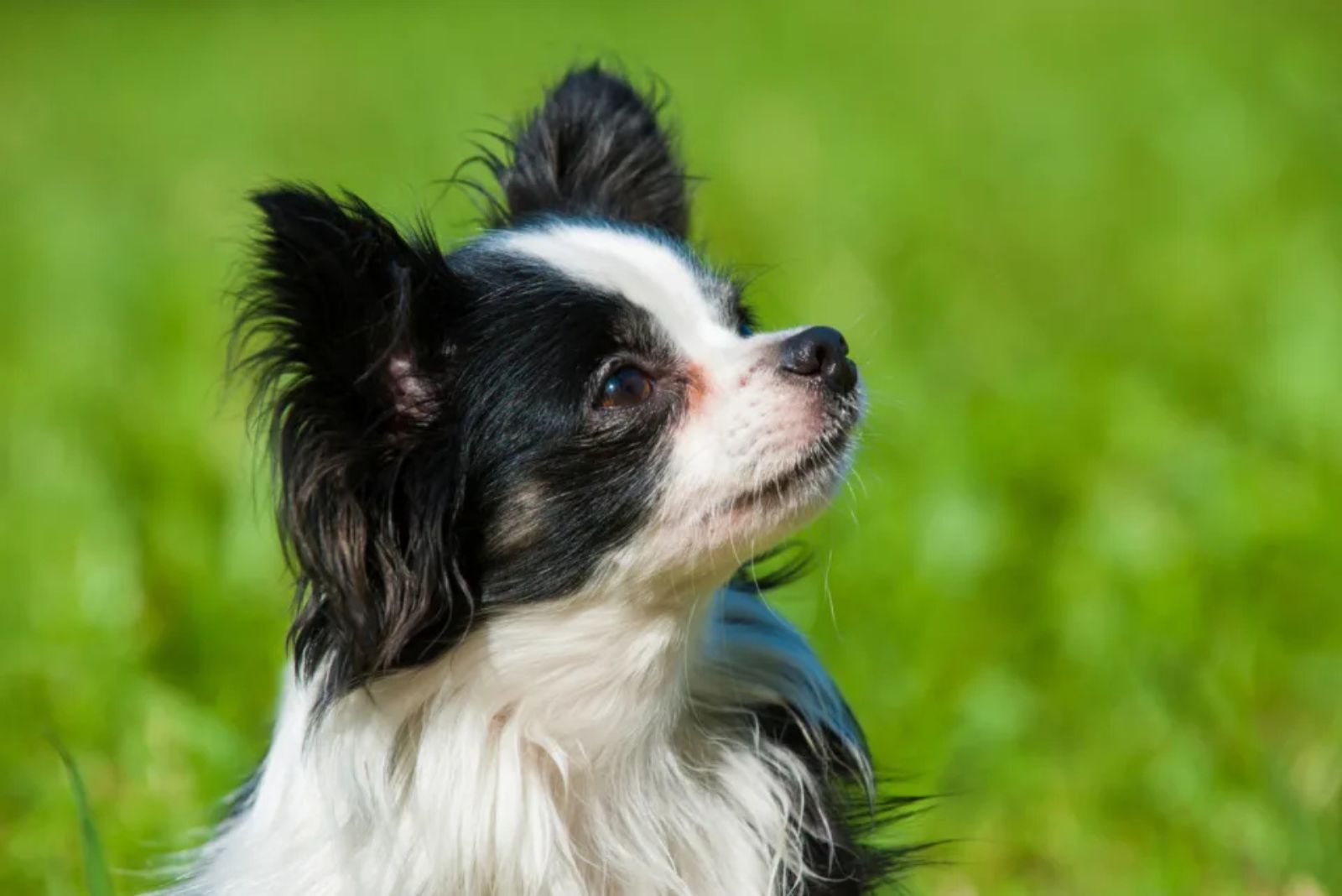 black and white chihuahua