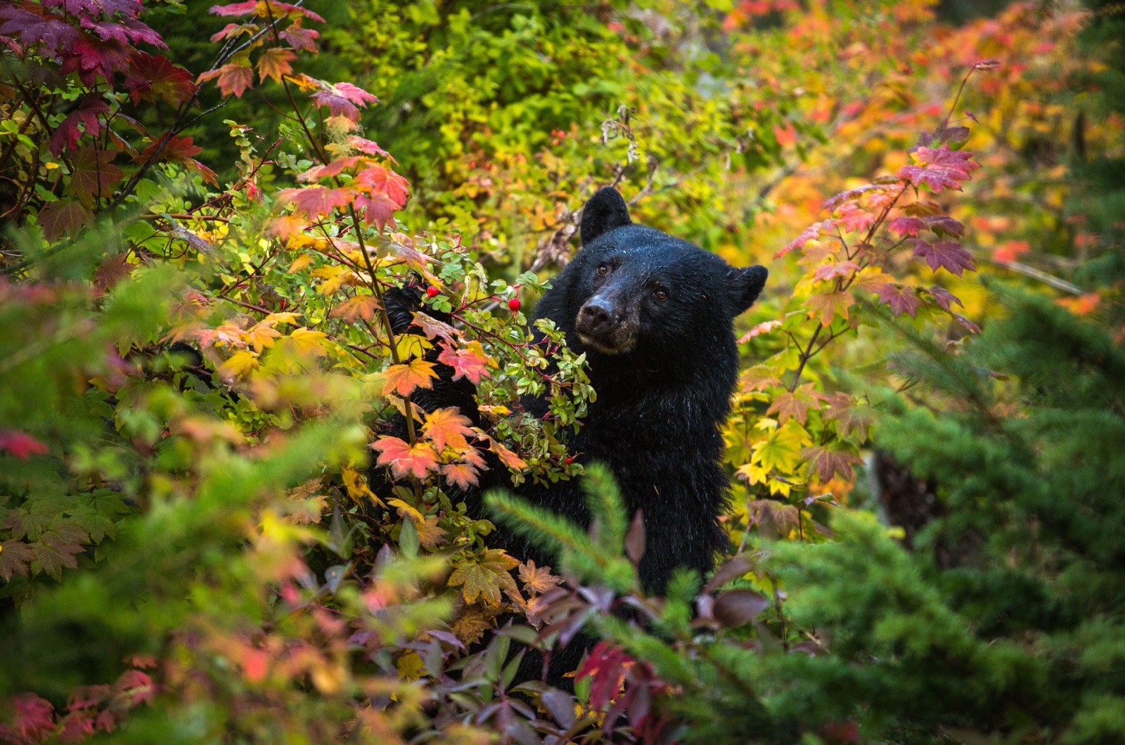 black bear