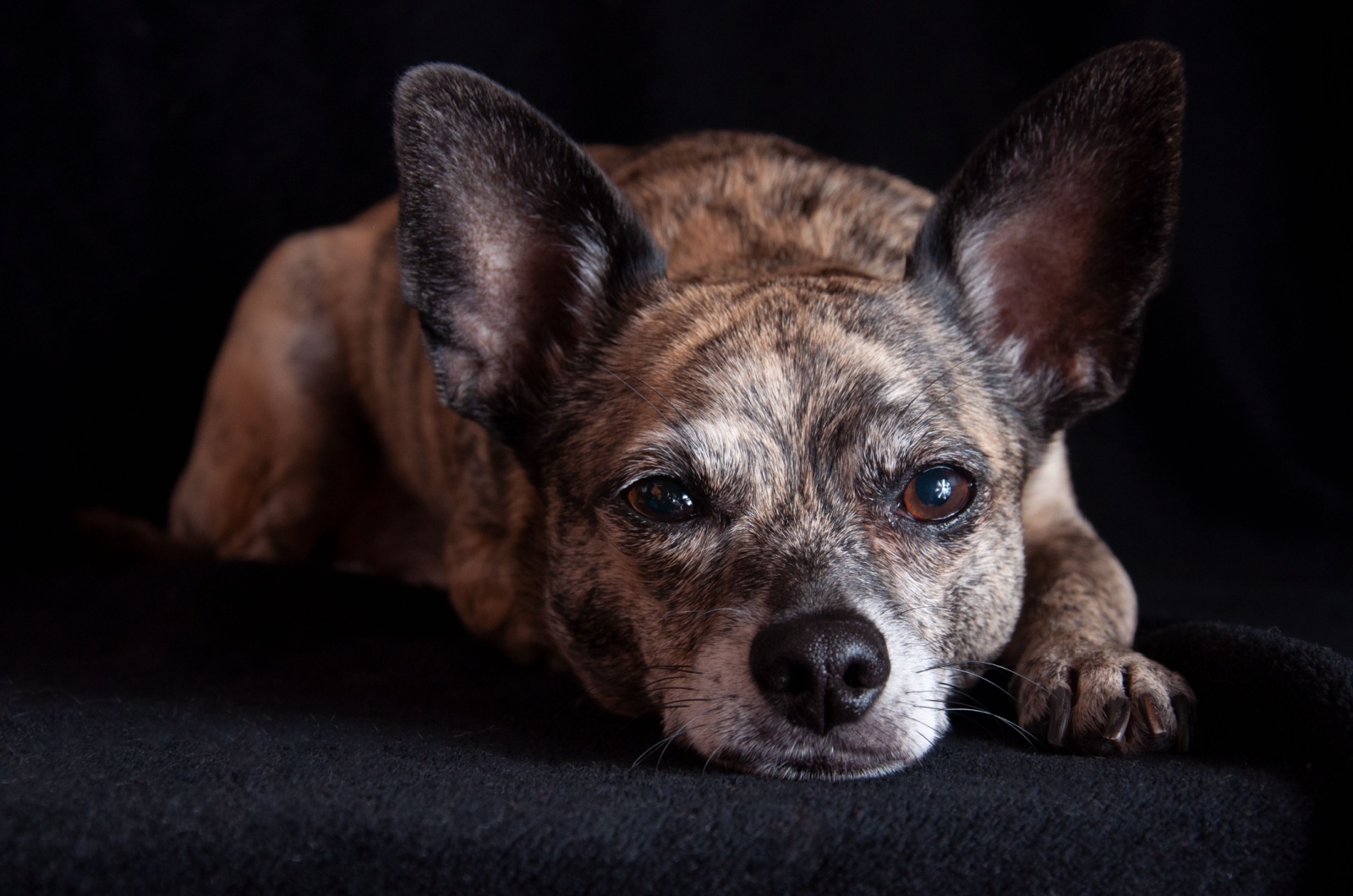 black brindling chihuahua