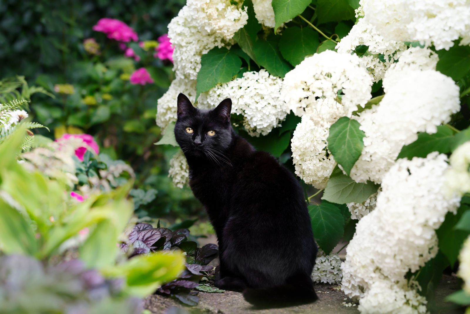 black cat in flower garden