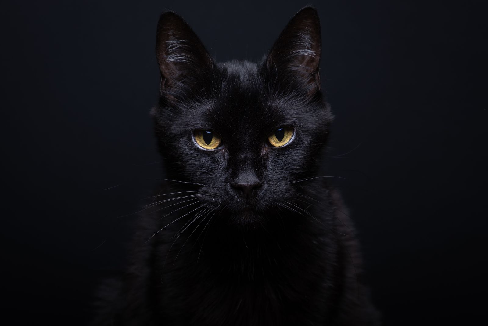 black cat on black background