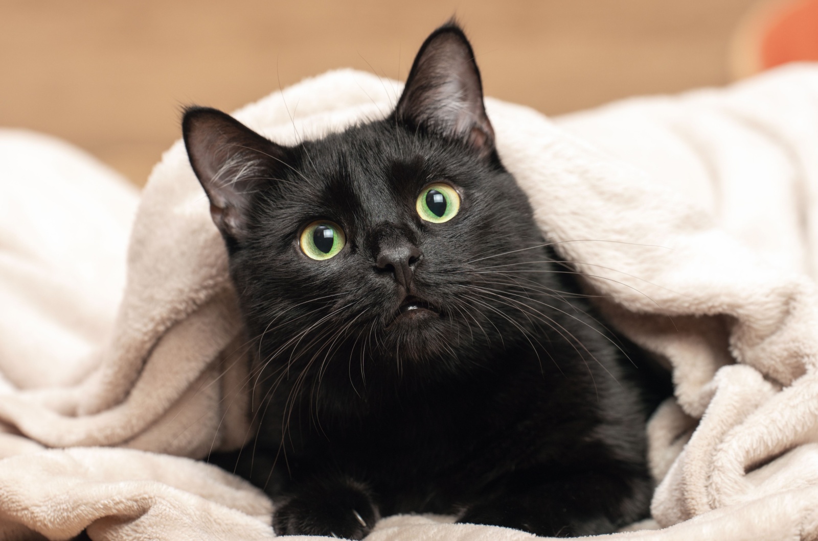 black cat under a cover