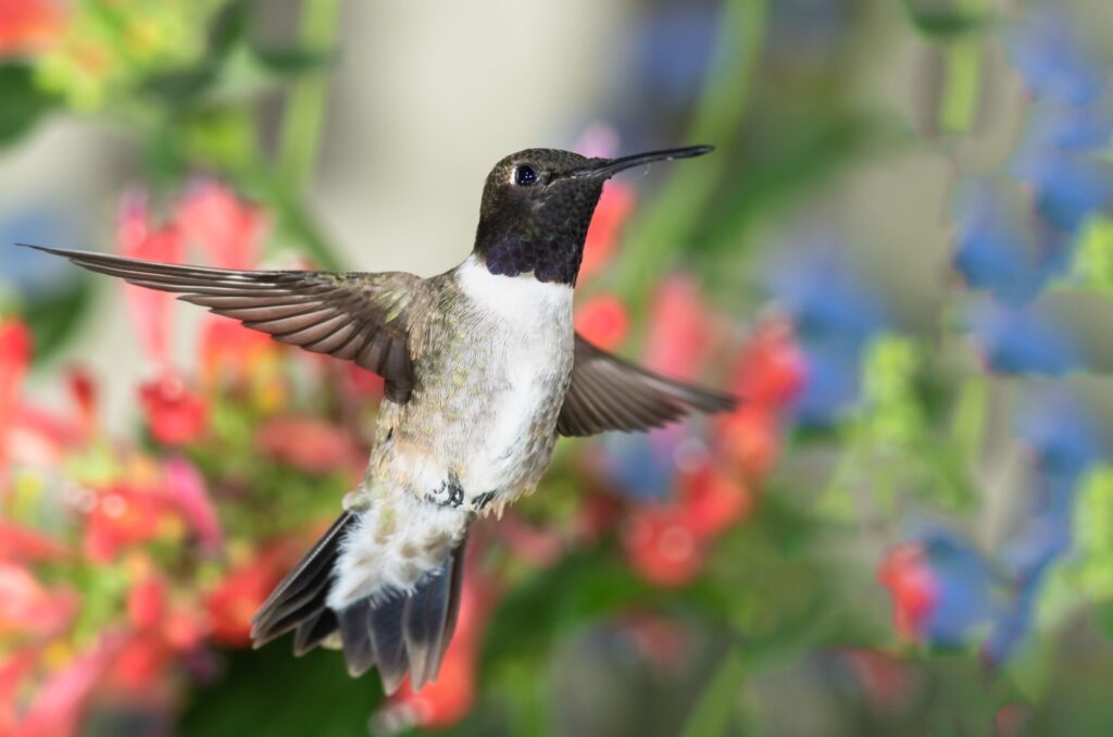 black chinned