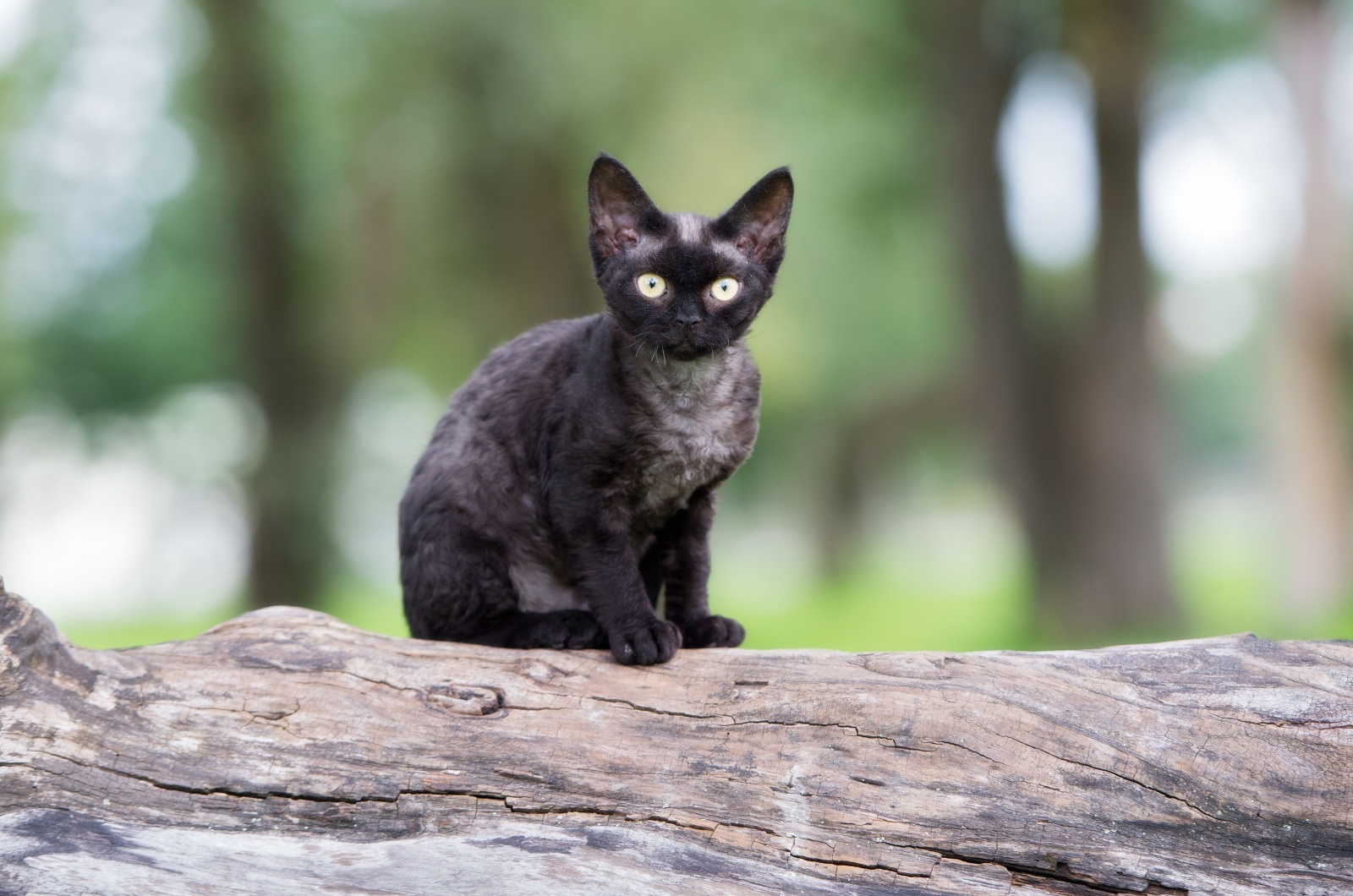 black devon rex cat