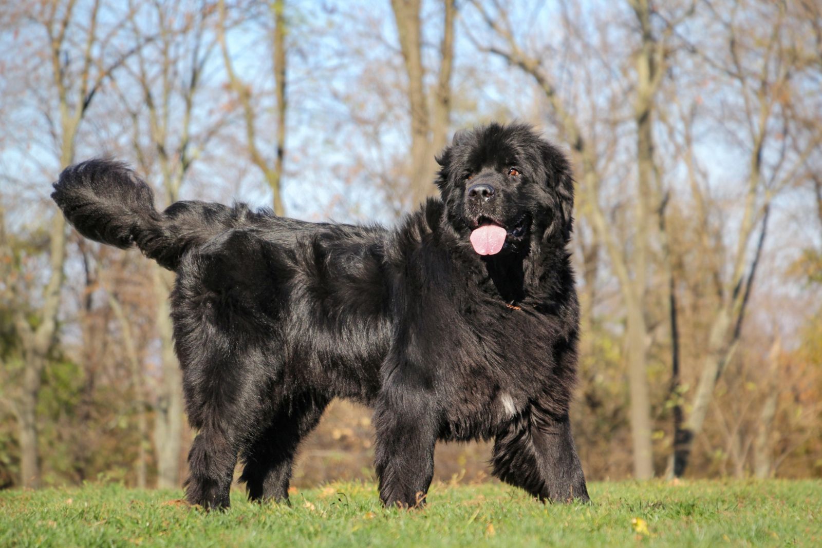 black hairy dog