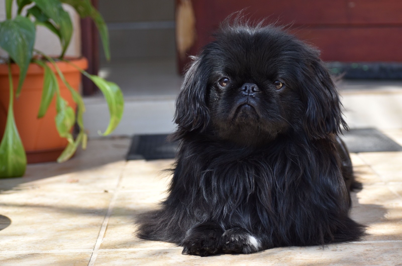 black pekingese