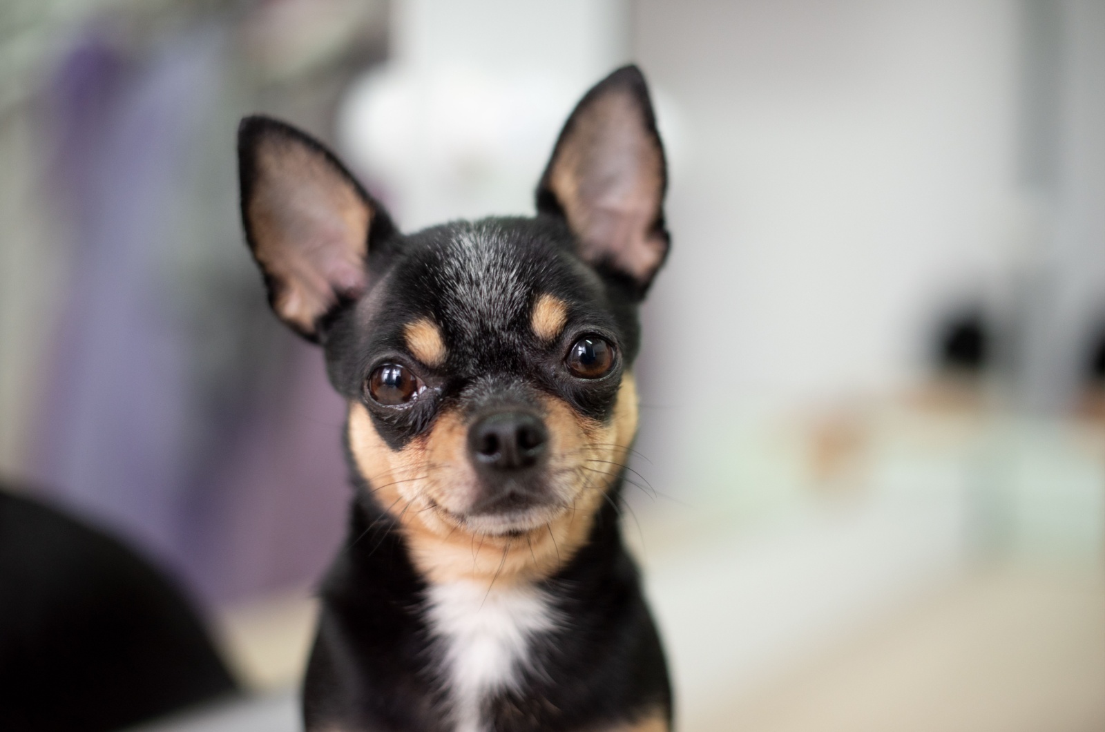 black sabling chihuahua